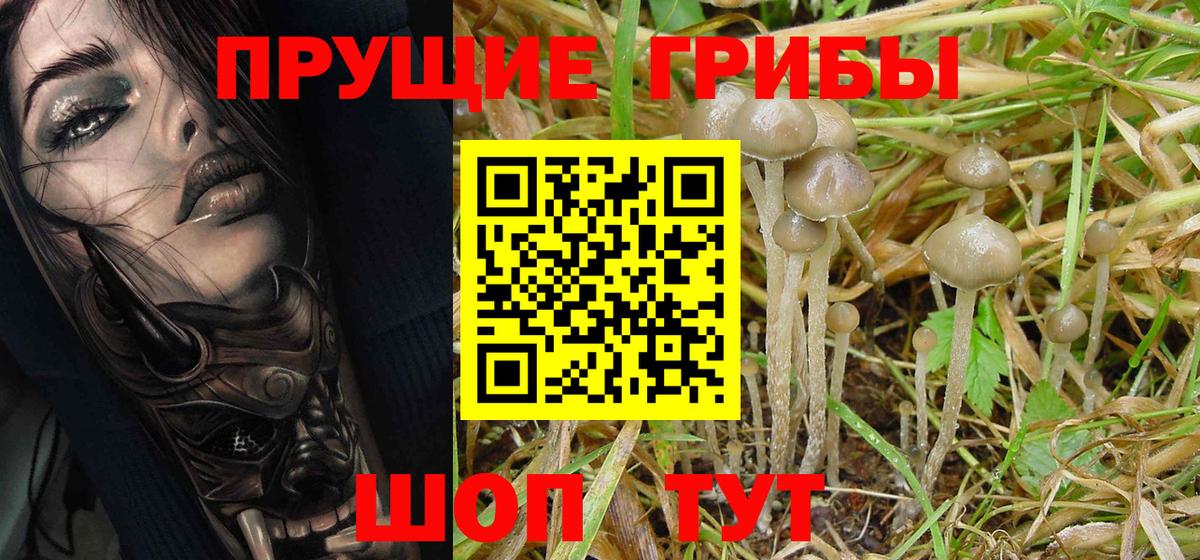 купить наркоту  Псилоцибиновые грибы GOLDEN TEACHER  Вход с VPN  Псилоцибиновые грибы MAGIC MUSHROOMS  Кузнецк 