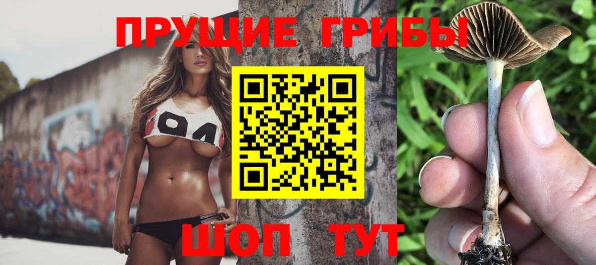 Галлюциногенные грибы Psilocybe Кузнецк